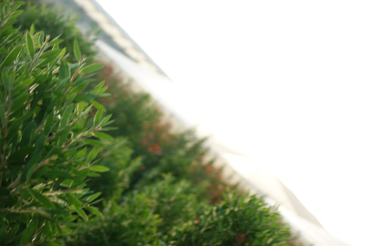 Finca del vivero Tanako Plant