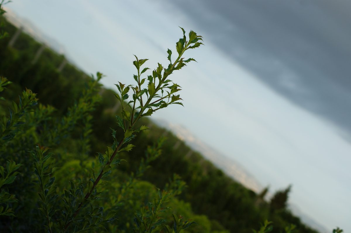 Instalaciones del vivero Tanako