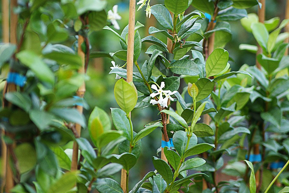 Plantas ornamentales mediterráneas