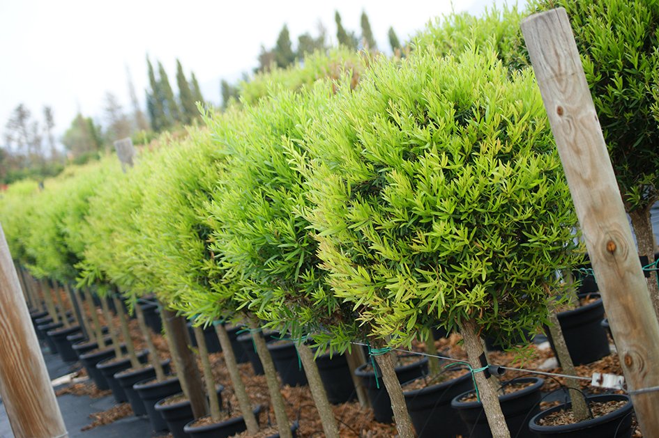 Cultivo de arbustos y coníferas