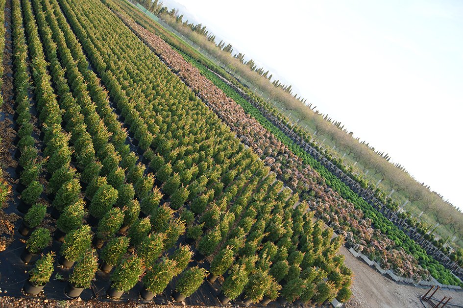 Vivero familiar en Sant Rafel del Riu
