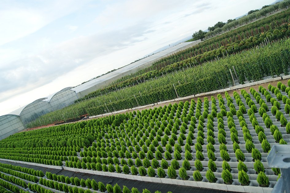 Trepadoras y frutales ornamentales