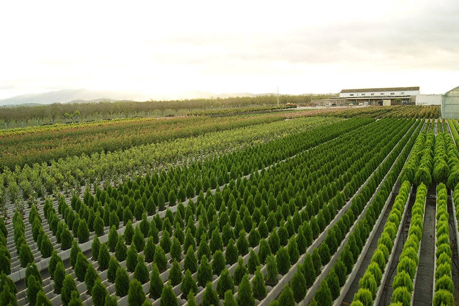 Plantas mediterráneas de calidad