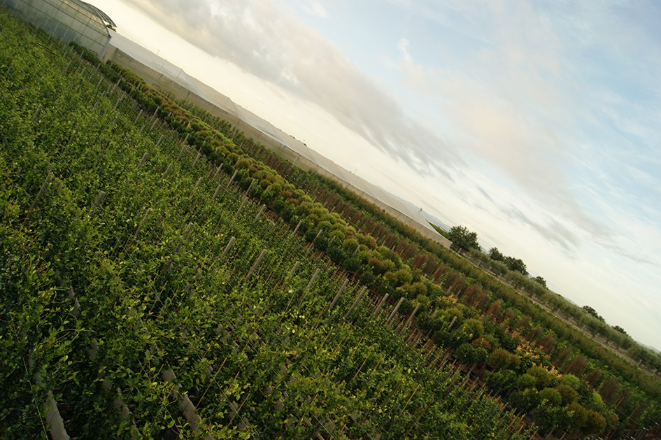 Cítricos y frutales Tanako